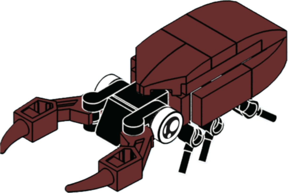 Bugs4Fun: The Stag Beetle