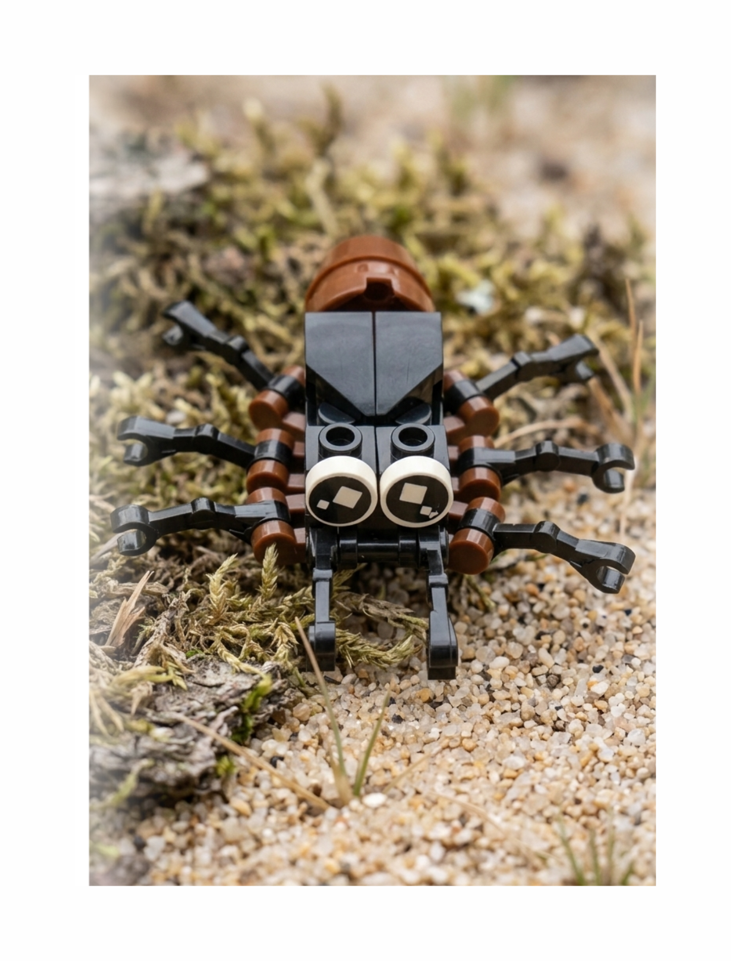Build-A-Bug: Nighttime Crawlers