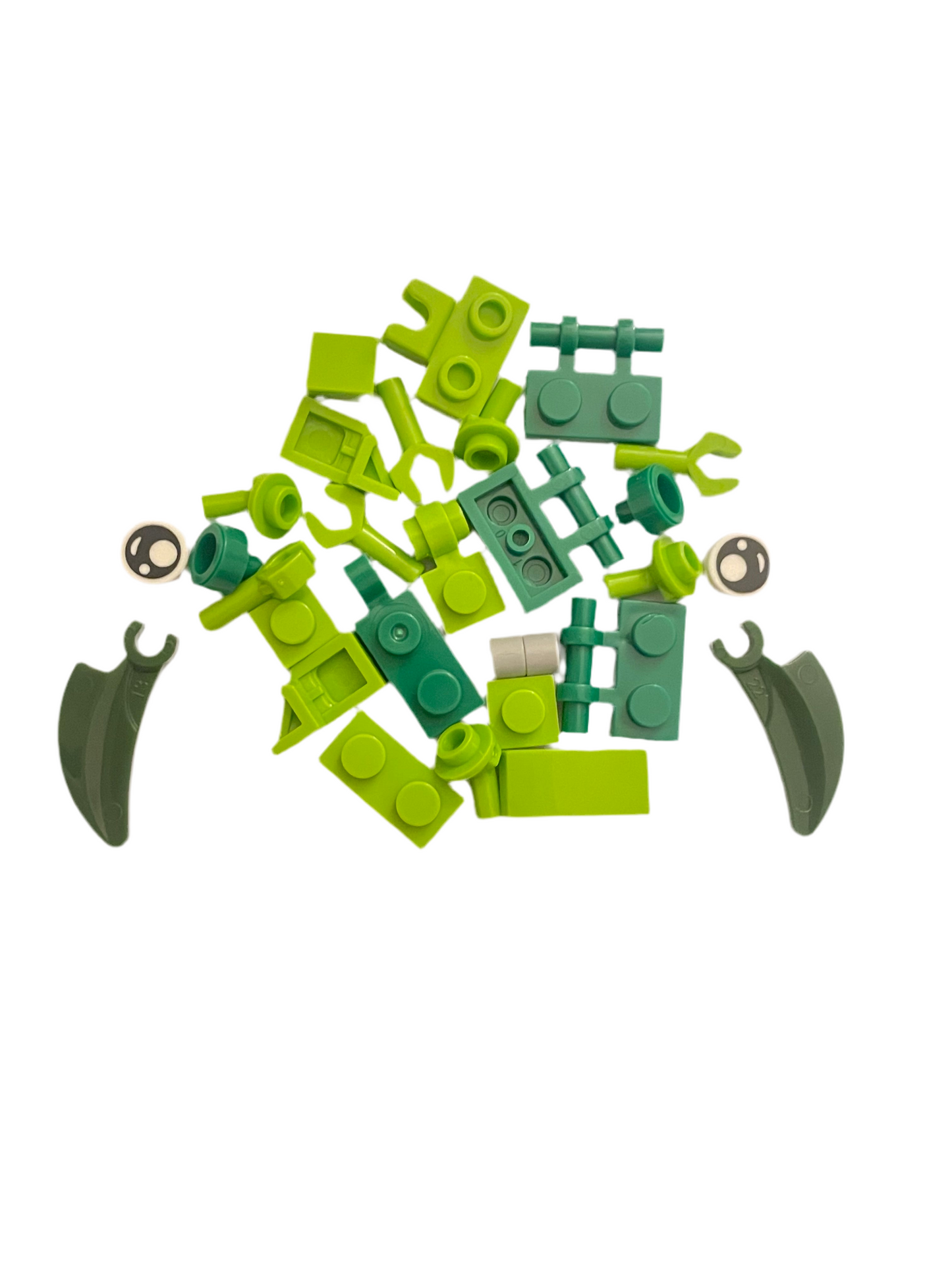 Bugs4Fun: The Praying Mantis