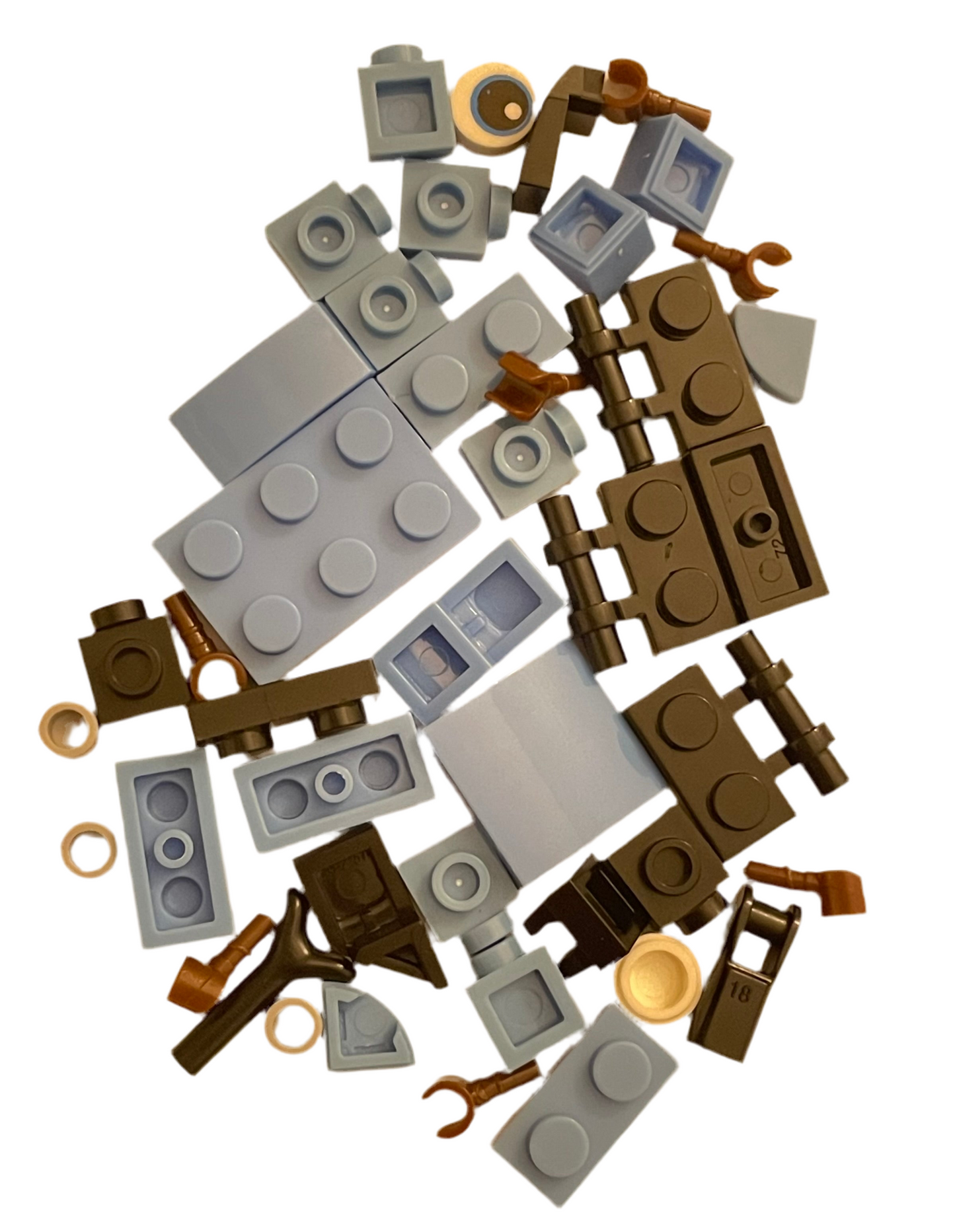 Bugs4Fun: The Rhino Beetle